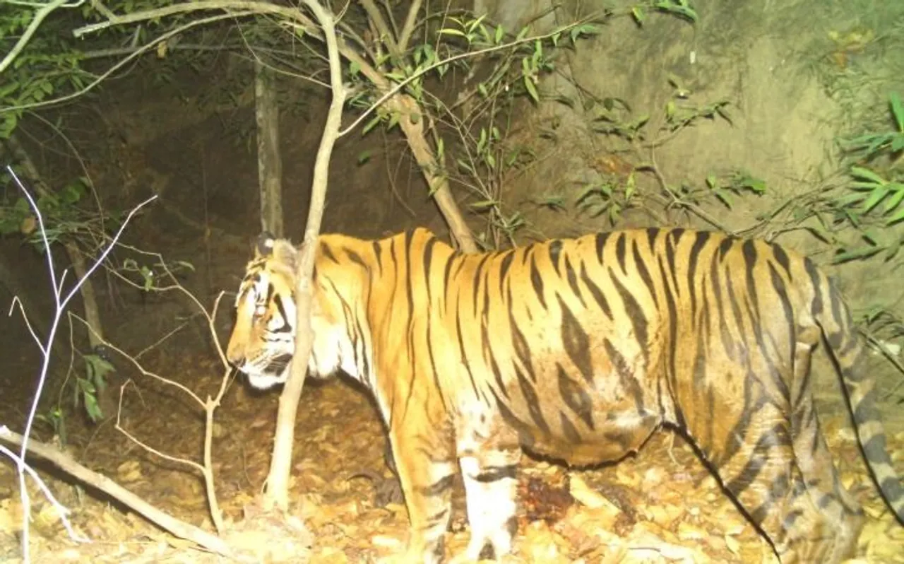 मध्य प्रदेश: सिंगरौली में एक बार फिर तेंदुए का आतंक, हमले में कई लोग घायल