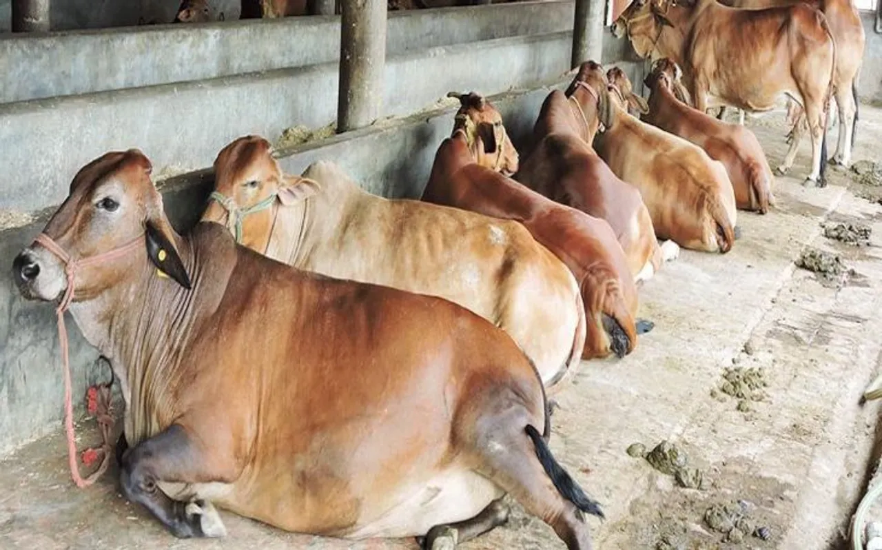 लोकसभा चुनाव से पहले दिल्‍ली के त्रिलोकपुरी में दो गायों की मौत से सनसनी