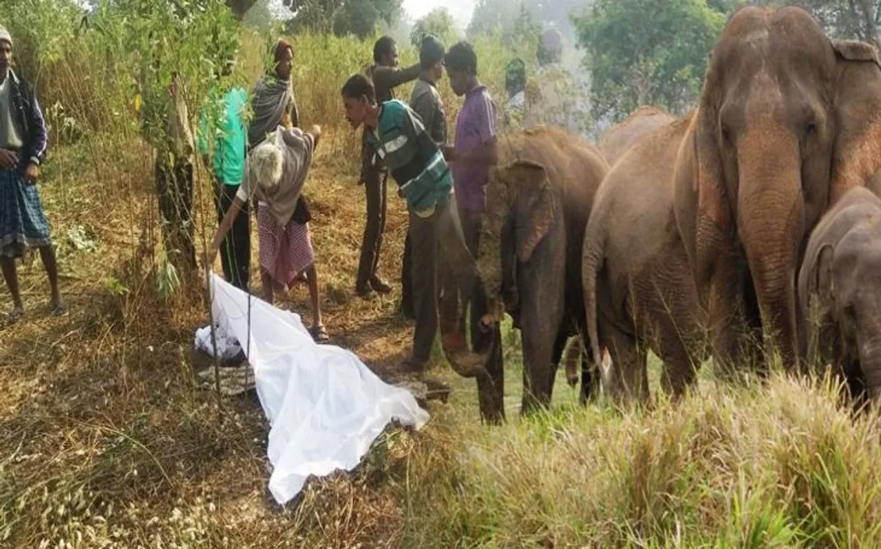 हाथियों ने दीवार तोड़ कर घर में रखा धान खाया, फिर सो रही महिला को कुचल कर मार डाला