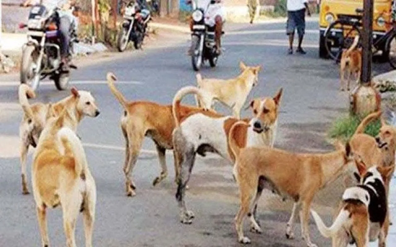 सहारनपुर: आंगन में सो रहे तीन महीने के बच्चे को उठा ले गए आवारा कुत्ते, खेत में मिला शव