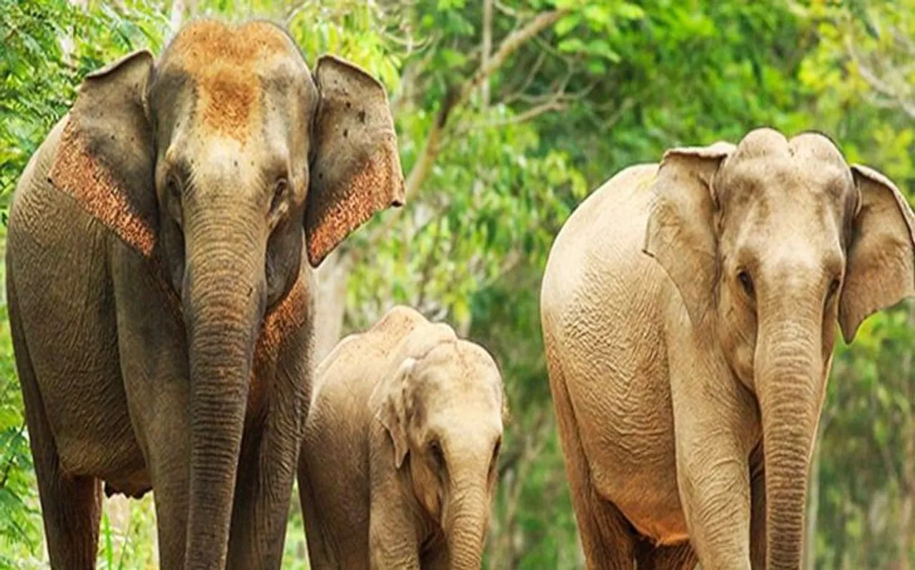 झारखंड: एक हाथी ने लोगों में फैलाई दहशत, 20 दिनों में 9 लोगों को कुचला