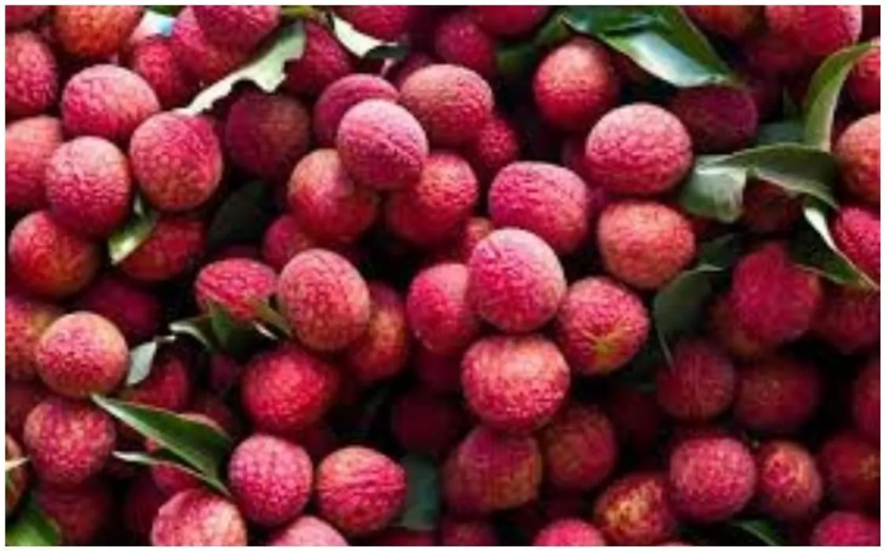 लीची (Litchi) बदनाम हुई इंसेफलाइटिस तेरे लिए...