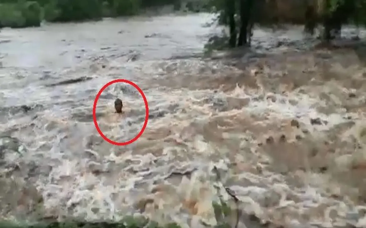 महाराष्ट्र: पालघर में बारिश बनी आफत, पानी के तेज बहाव में बहा युवक; देखें Video