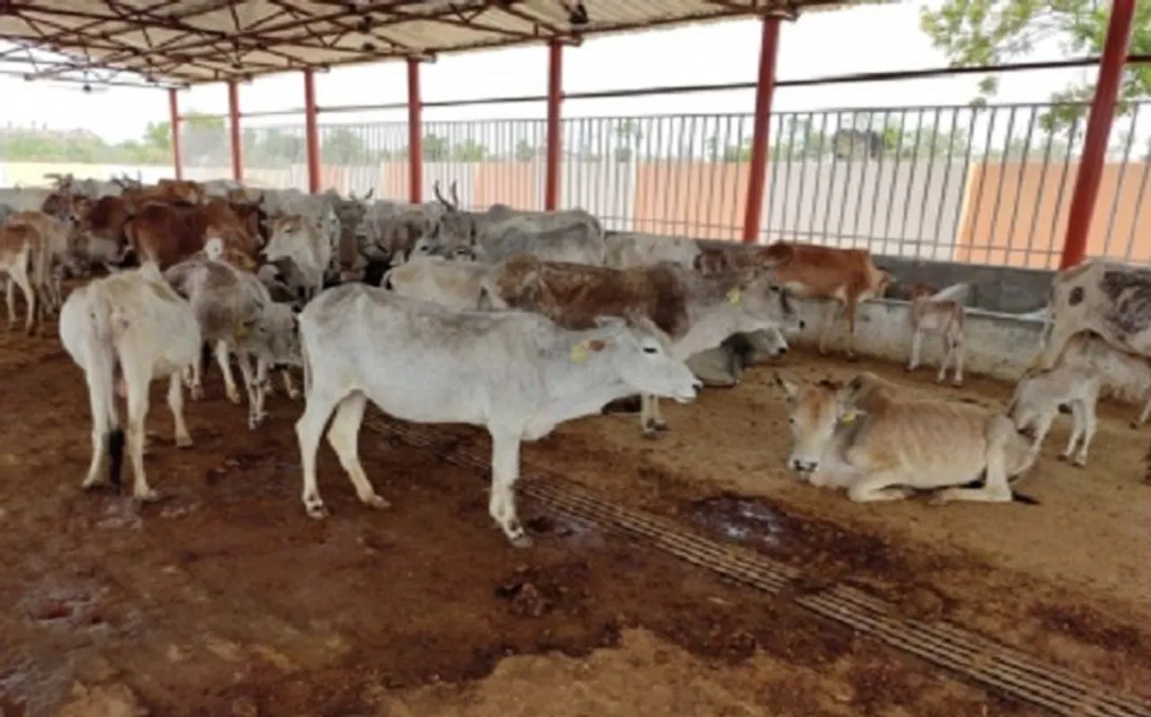 प्रयागराज के बाद अब अयोध्या और प्रतापगढ़ में 36 गायों की मौत