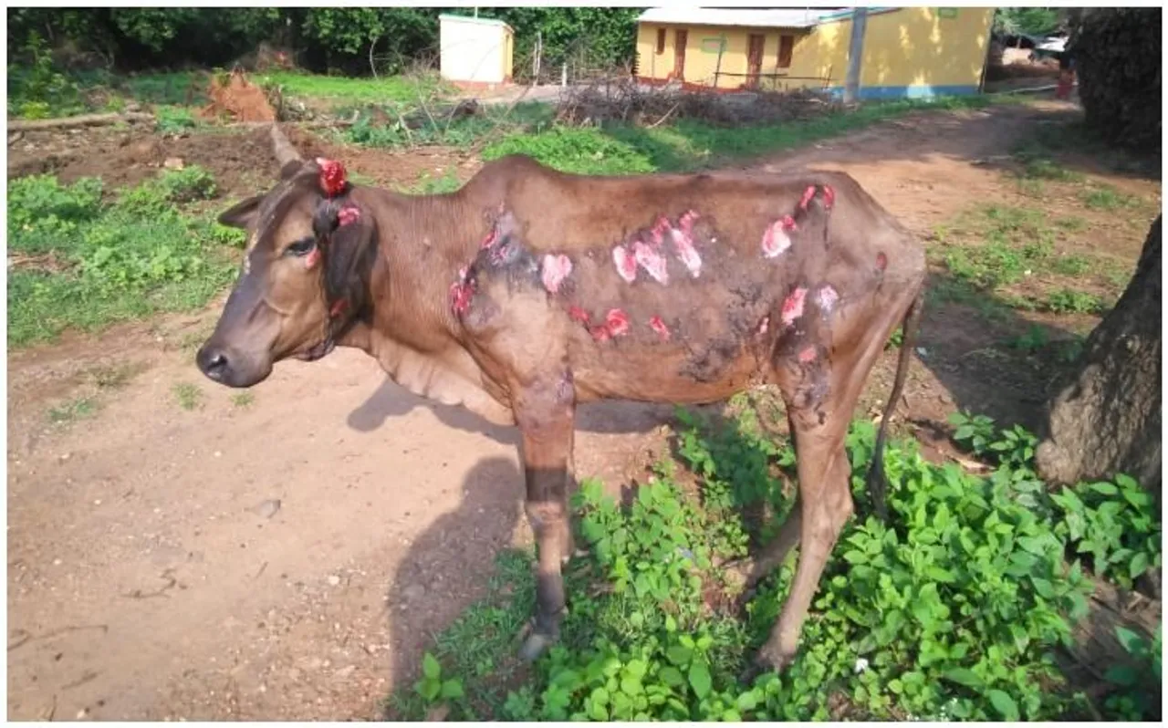 झारखंड : कार चालक ने गाय को मारी टक्कर, नाराज ग्रामीणों ने थाना प्रभारी को पीटा