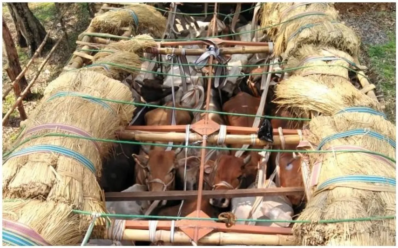 झारखंड : पुलिस टीम को मिली बड़ी सफलता, तस्करों सहित गायों से भरे 6 ट्रक किए जब्त