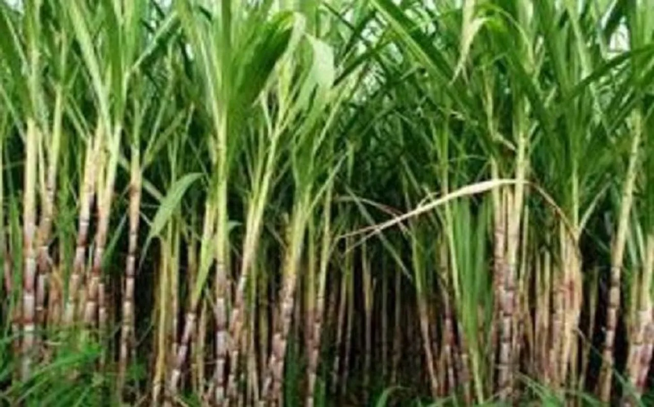 सरकार ने 2019-20 में चीनी का 40 लाख टन का बफर स्टॉक बनाने की मंजूरी दी