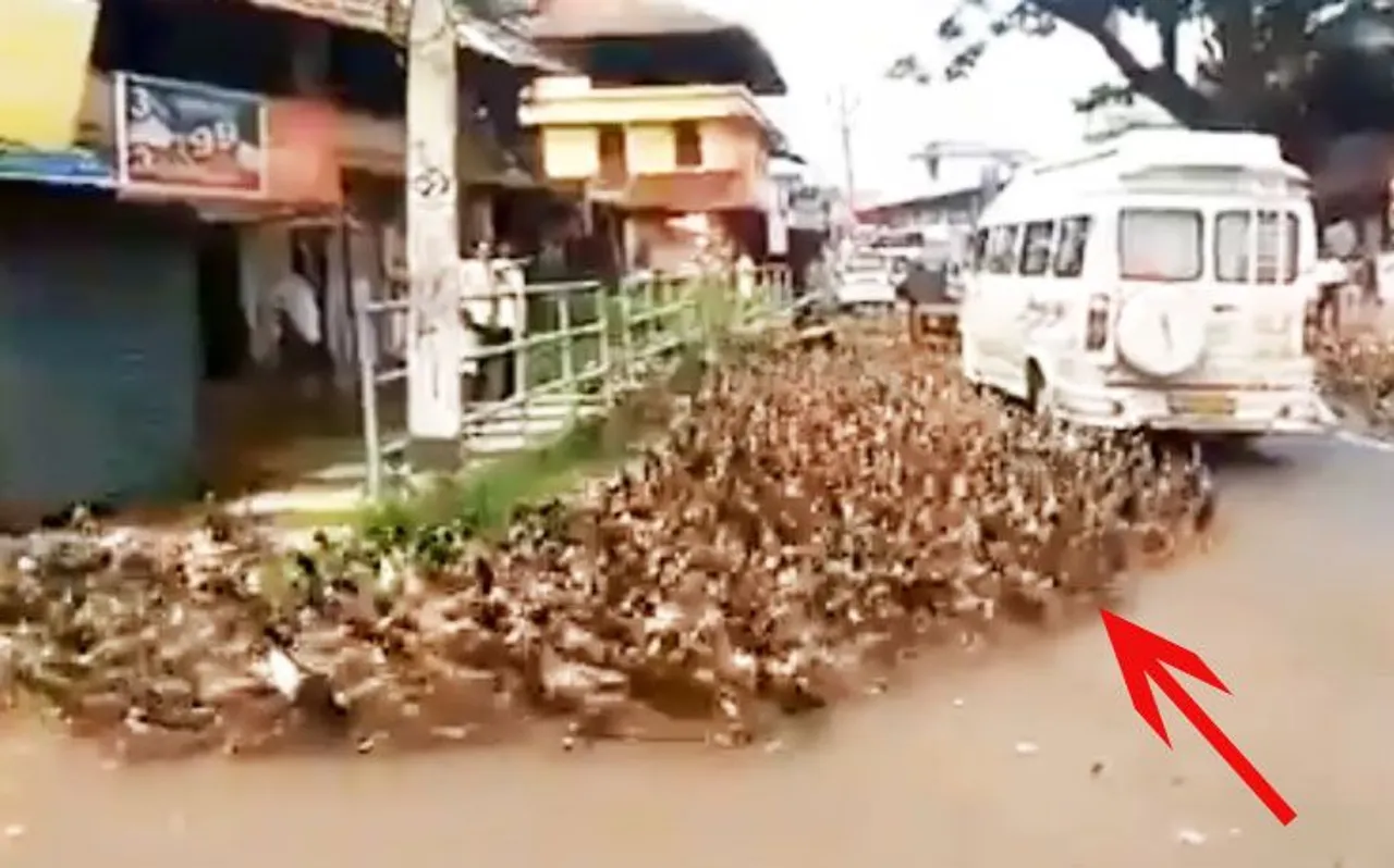 पानी में रहने वाले बतख हजारों की संख्या में उतरे सड़क पर, लगा जाम, देखें Viral Video