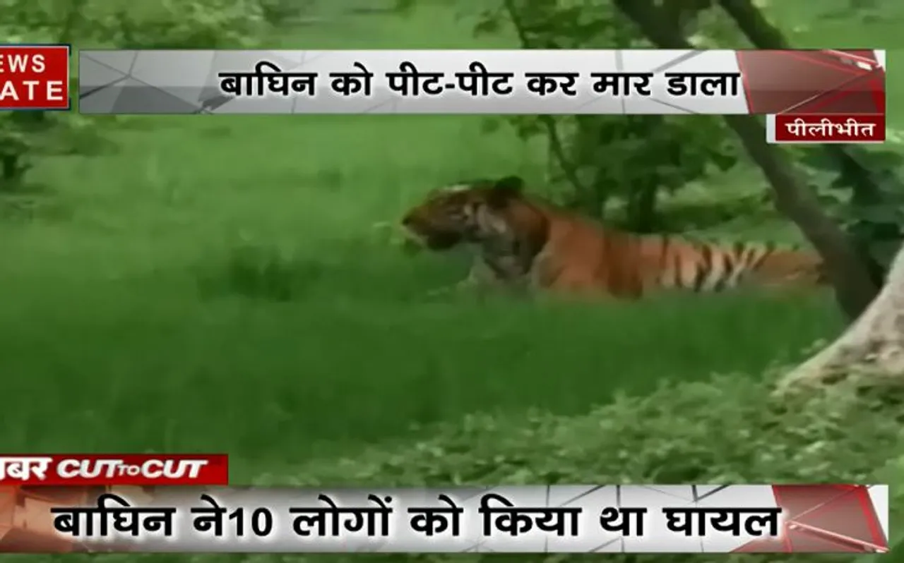 10 लोगों पर हमला करने वाली बाघिन को लोगों ने पीट-पीट कर मार डाला, देखें VIDEO