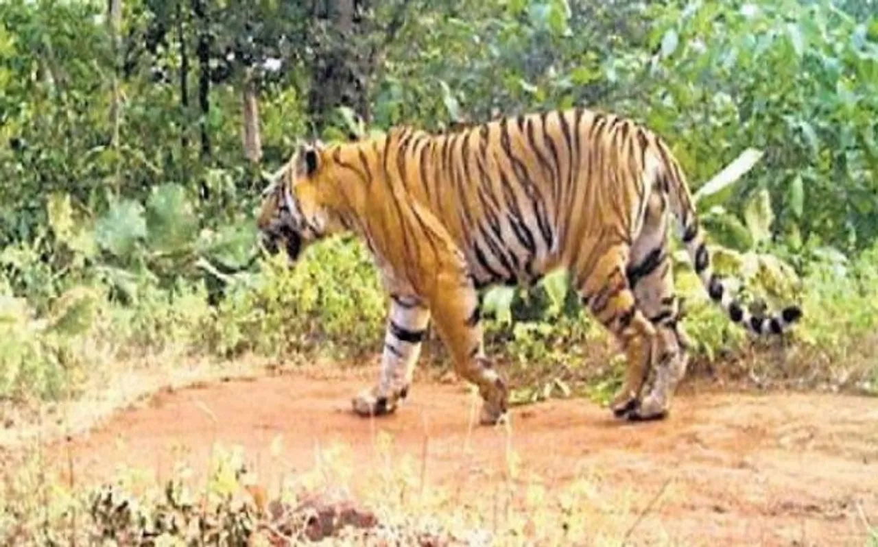 tiger