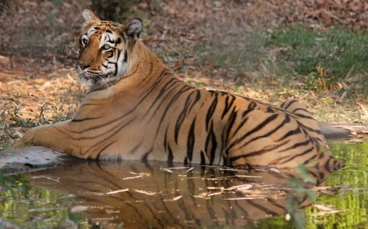 बाघों के संरक्षण में अव्वल निकला उत्तराखंड, 13 जिलों में हैं बाघ