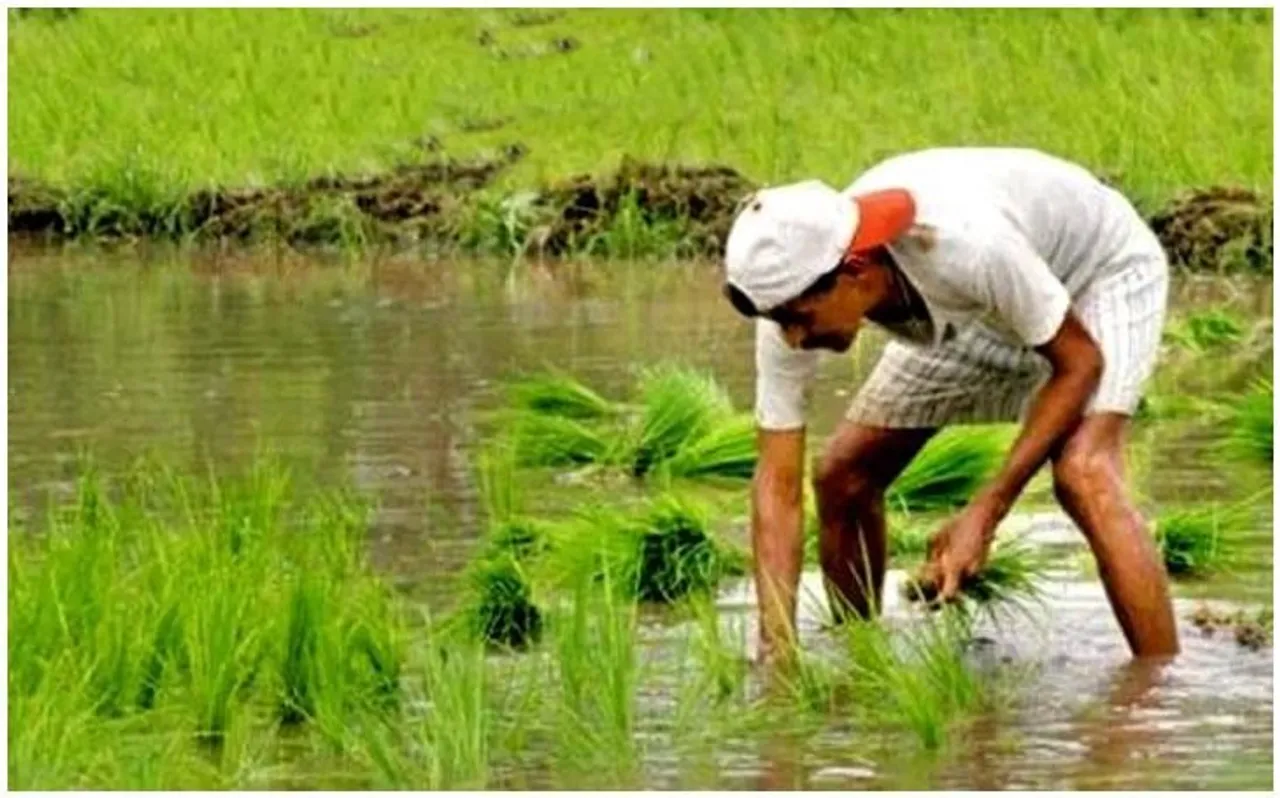 धान की खेती पिछले साल से 13 फीसदी घटी, दलहन का रकबा 5 फीसदी कम