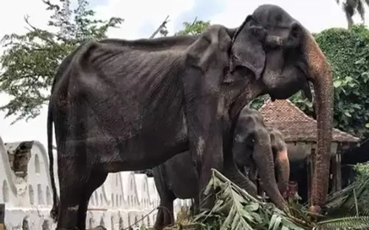 हड्डियों का कंकाल बन चुकी है 'टिकिरी' हथिनी, मालिक काम कराने से नहीं आ रहा बाज