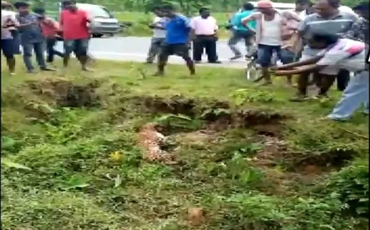 VIDEO: घायल तेंदुए की खींच रहा था तस्‍वीर, तभी मारा ऐसा झपट्टा कि..