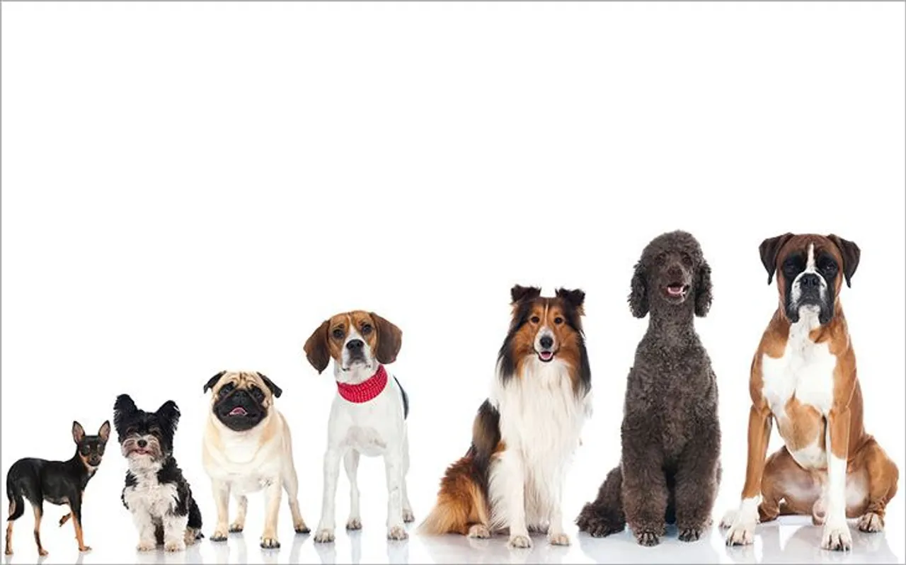 International Dog Day: इंस्‍टाग्राम पर इस कुत्‍ते के 93 लाख फॉलोअर्स