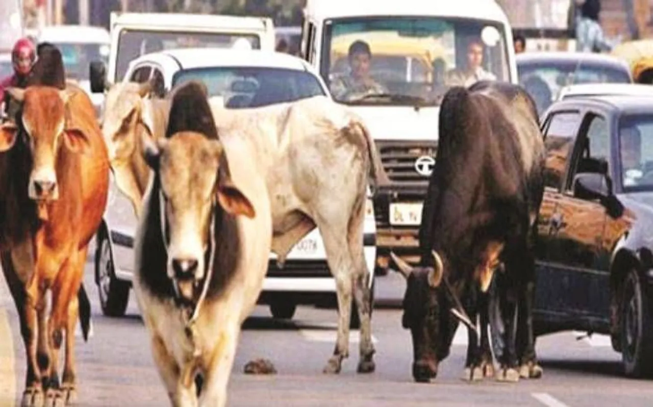 जबलपुर में आवारा मवेशियों को लेकर लगी धारा 144, अगर किया ऐसा तो होगी जेल