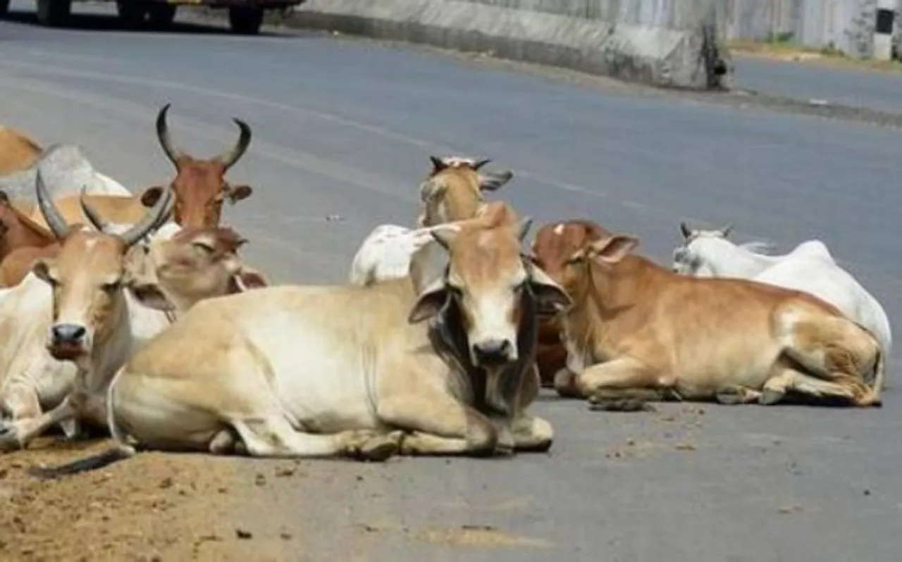 मध्य प्रदेश के राजगढ़ में खुले में पशु छोड़ने पर होगी 6 माह की जेल