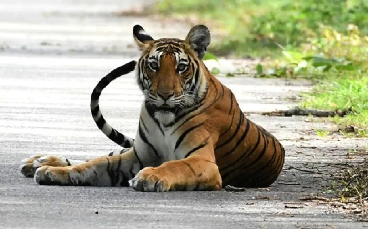 इंसानी खून का प्यासा हुआ एक और बाघ T 104, 8 महीनों में 3 लोगों को उतार चुका है मौत के घाट