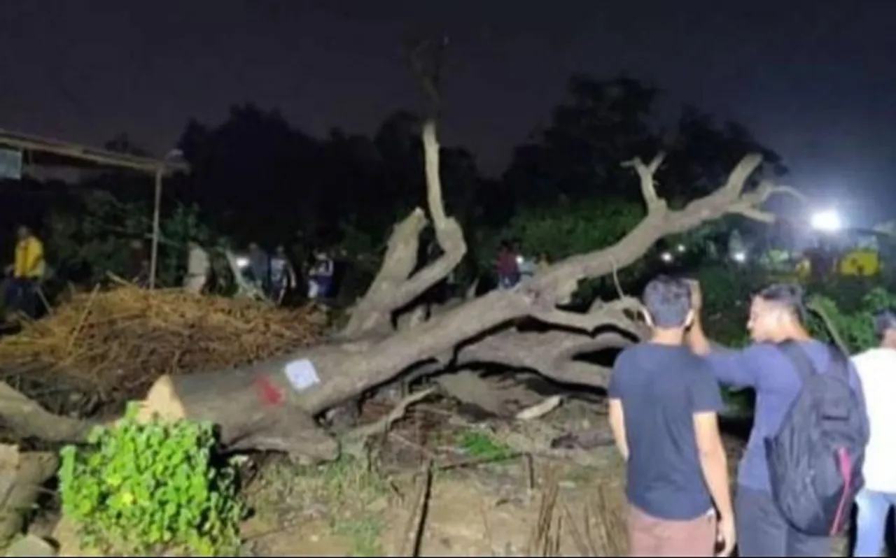 #Aarey आरे जंगल में पेड़ों को कटता देख बॉलीवुड सेलेब्स का फूटा गुस्सा, जाहिर की अपनी नाराजगी