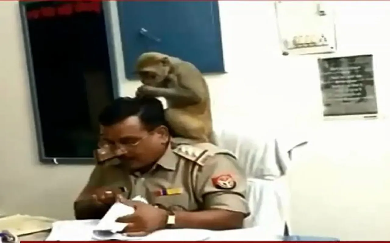 पीलीभीतः SHO श्रीकांत ने बंदर के जुएं बीनने पर दी सफाई, कहा- अगर बंदर को भगाता तो मेरे साथ ये करता