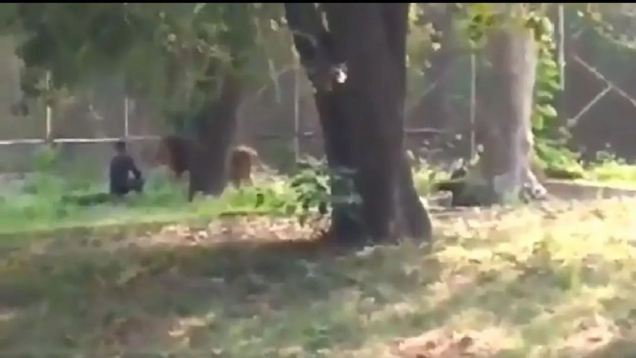 VIDEO: एक बार फिर शेर के पिंजरे में गिरा युवक, उसके बाद जमकर हुआ हंगामा