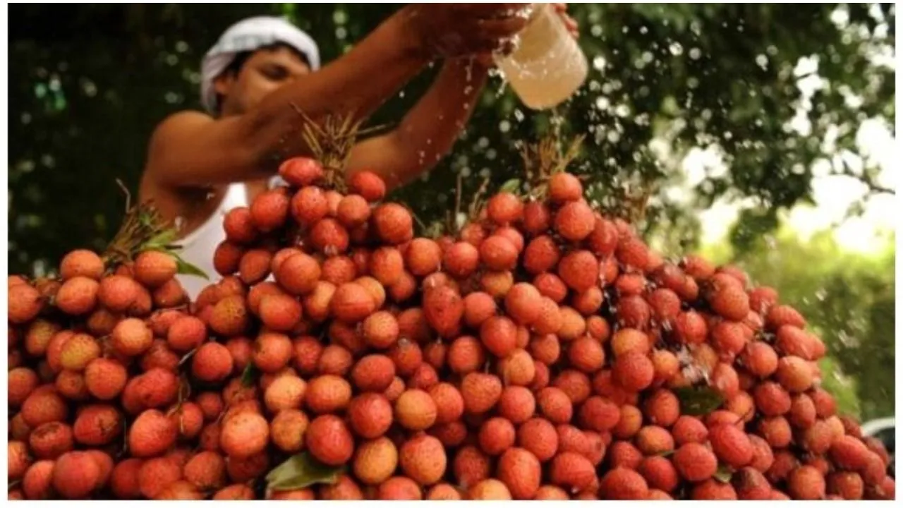 अब बिहार के अलावा यहां के लोग भी ले सकेंगे बिहार की शाही लीची का टेस्ट