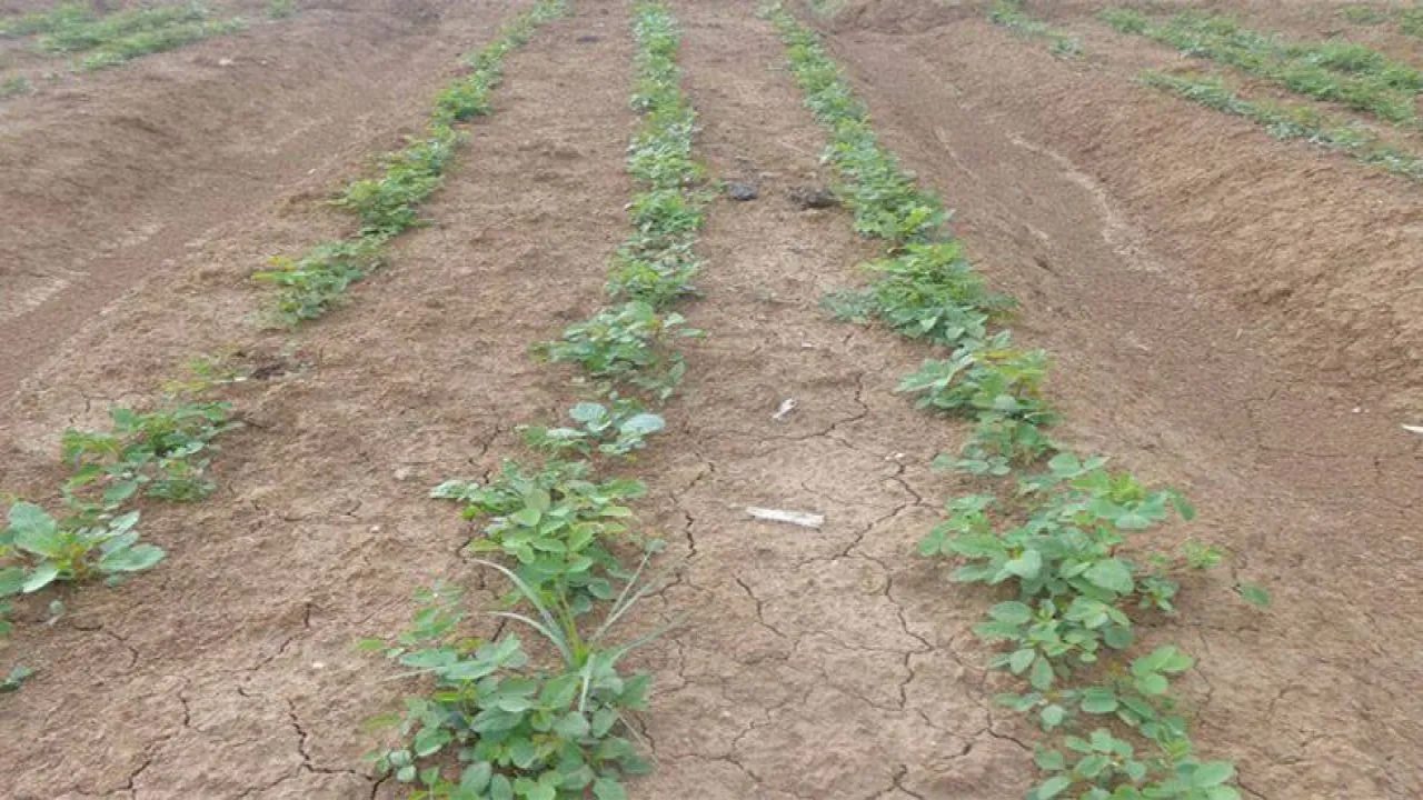 पौधे ने ली दुनिया की पहली सेल्फी, हर 20 सेकंड में कैप्चर करता है एक तस्वीर