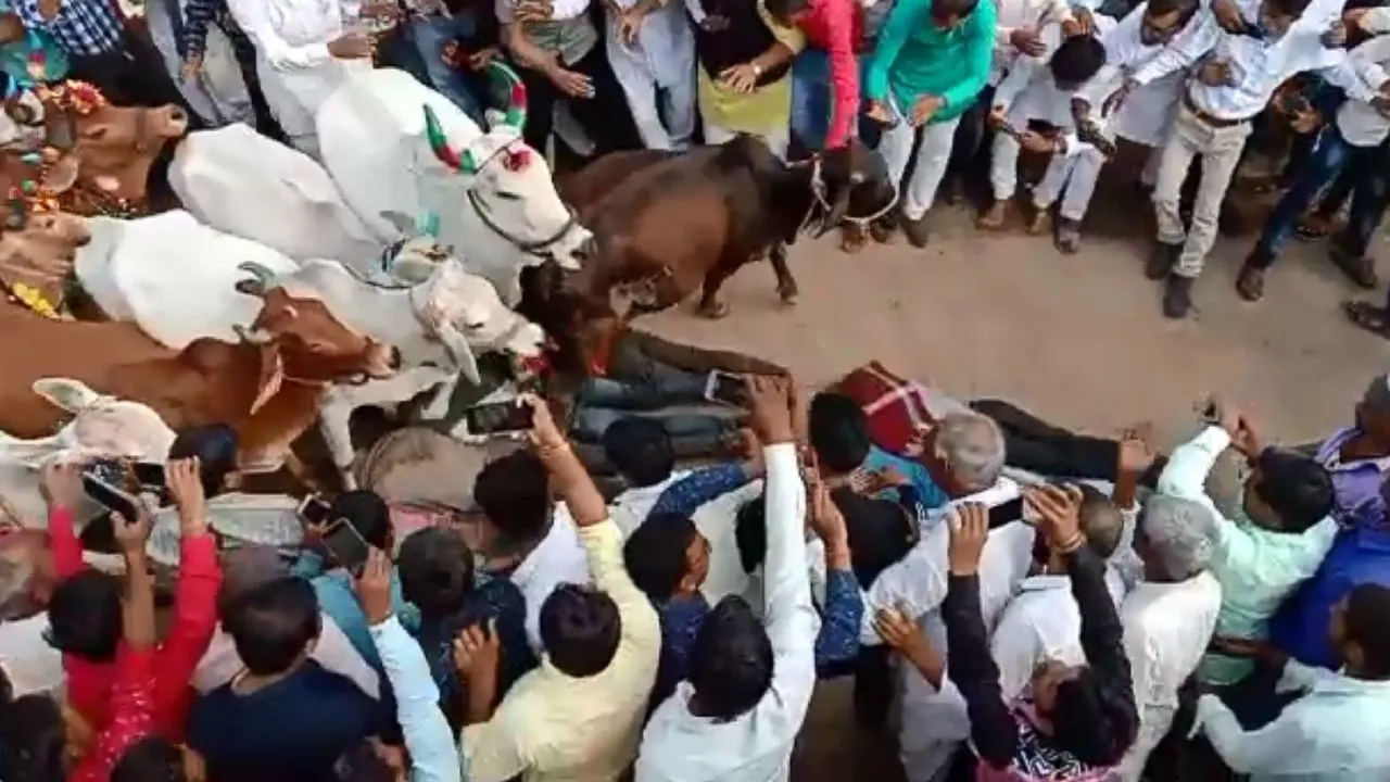 आस्था के साथ जान जोखिम में डालने वाली परंपरा, लोगों के ऊपर से गुजरती हैं सैकड़ों गाय, देखें VIDEO