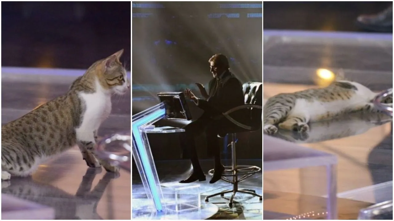 KBC 11 के सेट पर आई बिल्ली, अमिताभ बच्चन ने तस्वीर शेयर करते हुए कहा- बिलौरी खेलन चली KBC