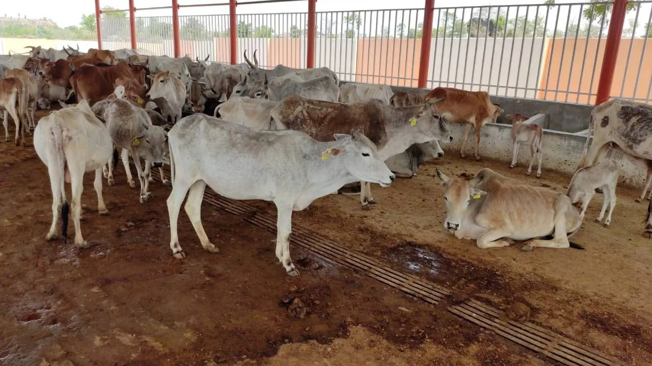 सरकारी गौशाला में भूख से 4 दिन में 16 गायों की मौत! गुस्साए ग्रामीणों ने किया हंगामा
