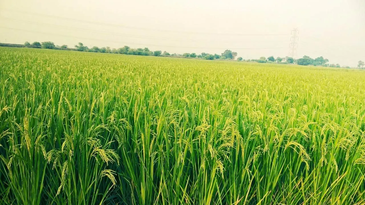 ‘कृषि निर्यात को बढ़ाने के लिए आवश्यक वस्तु अधिनिमय की समीक्षा की जरूरत’