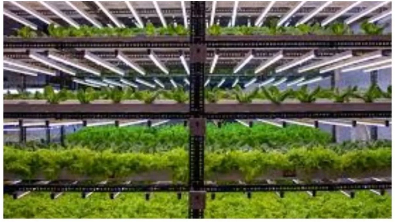 ऑर्गेनिक सब्जियों (Organic Farming) के कारोबार से भी कर सकते हैं लाखों की कमाई, बस करना होगा ये काम