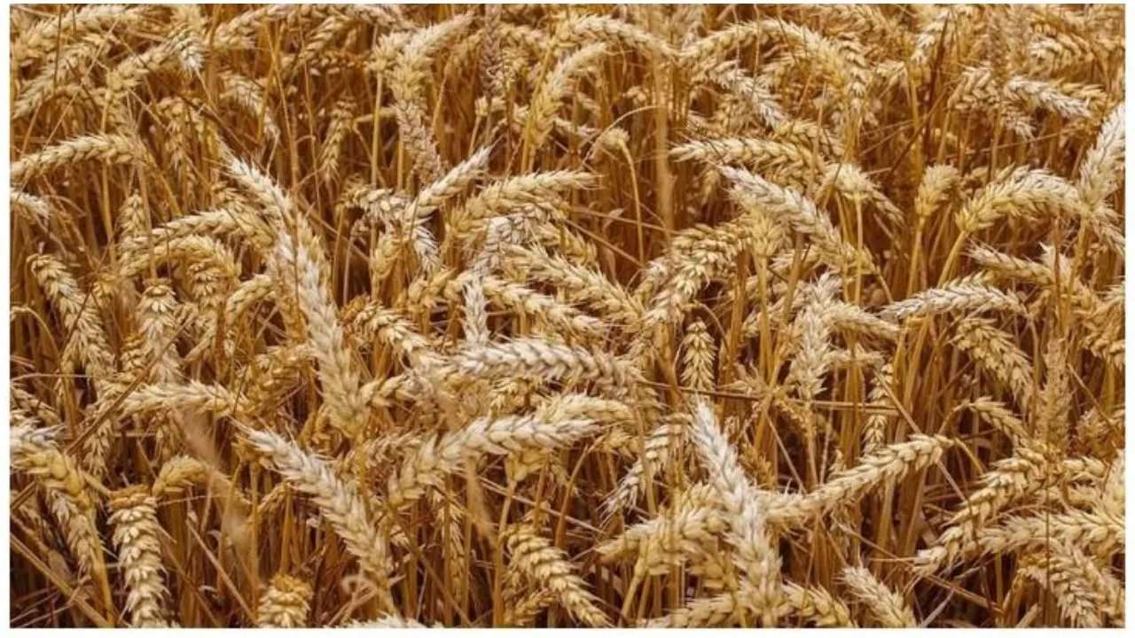Rabi Crop Sowing 2019: सही दाम नहीं मिलने से चने की बुआई 22 फीसदी घटी, गेहूं की खेती में दिलचस्पी ले रहे किसान
