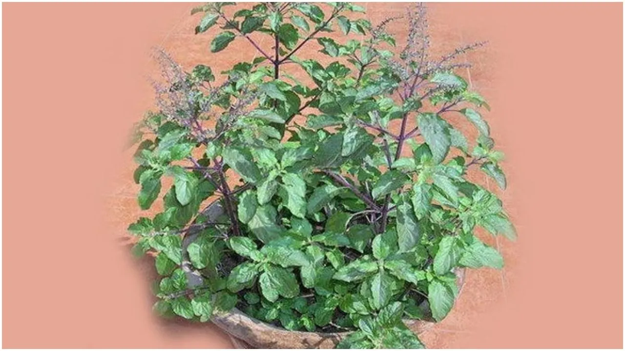 तुलसी (Tulsi) की खेती में भी हैं मोटी कमाई के मौके, जानिए कैसे