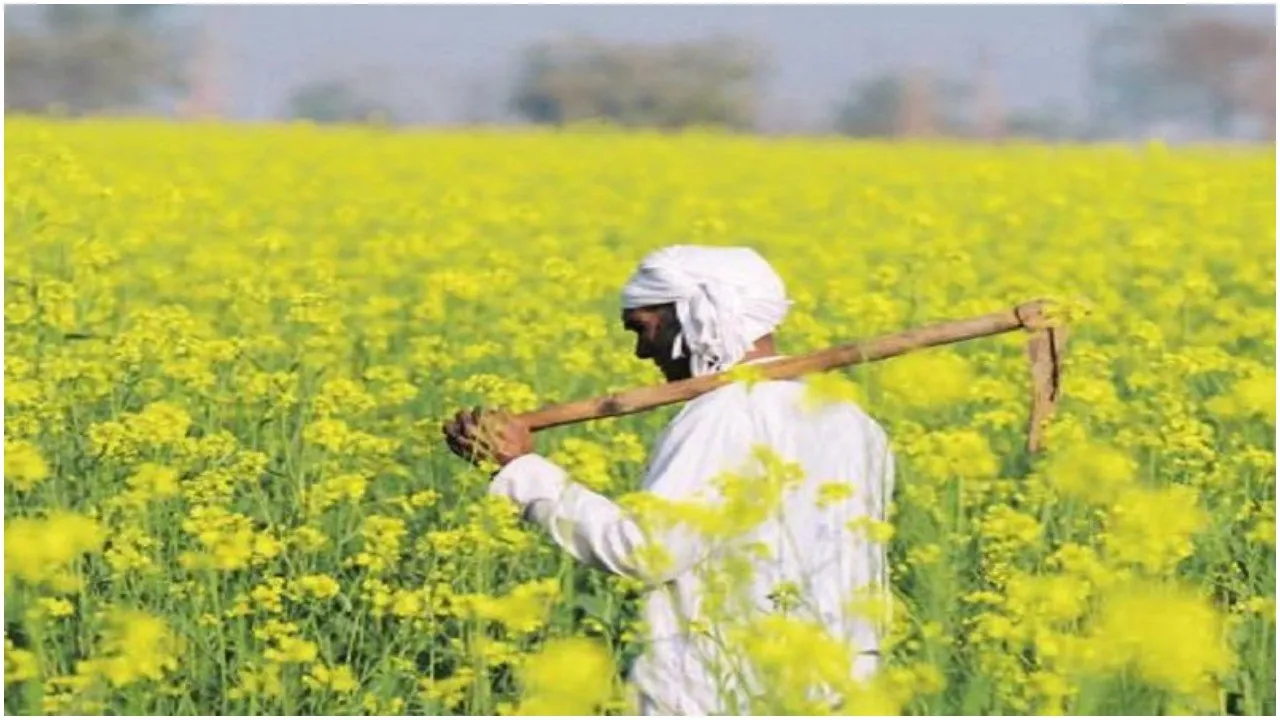 Rabi Crop Sowing 2019: रबी फसलों का रकबा पिछले साल से 5 फीसदी ज्यादा बढ़ा
