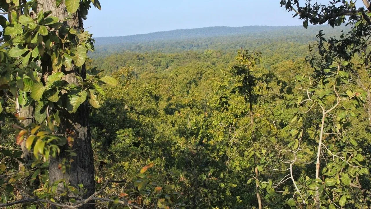 man living in forest