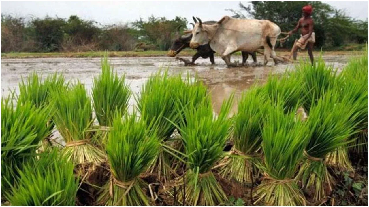 Farming