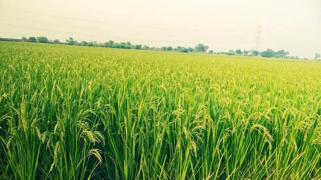 खरीफ फसल का उत्पादन घटने का अनुमान, असामान्य मौसम बनी वजह