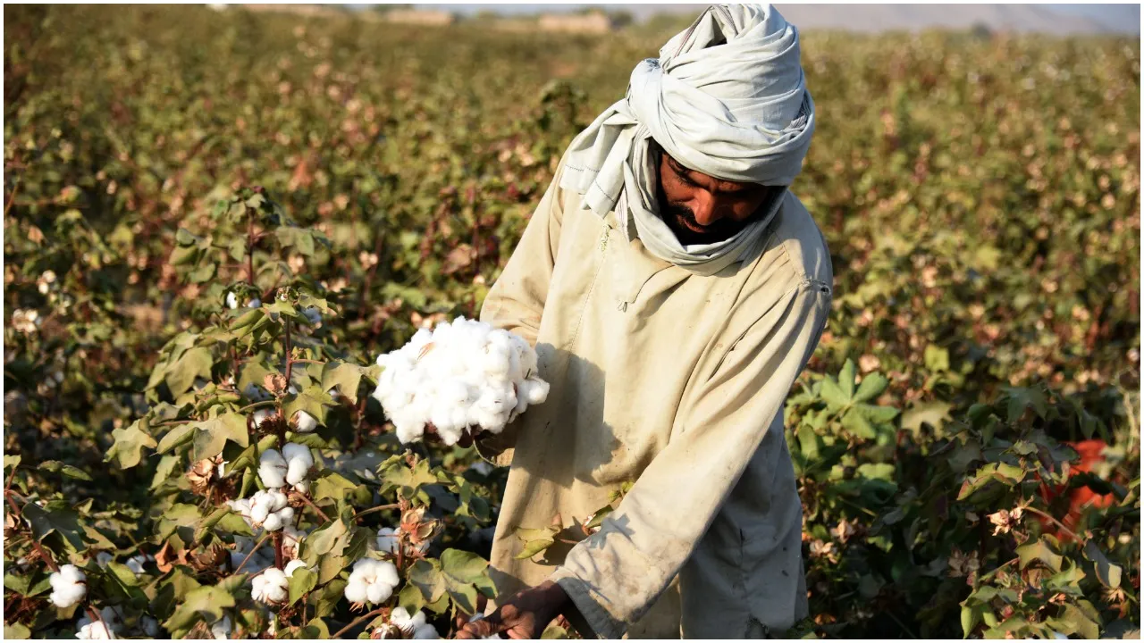 भारतीय कॉटन (Indian Cotton) की एक्सपोर्ट मांग में बढ़ोतरी, जानिए क्या है वजह