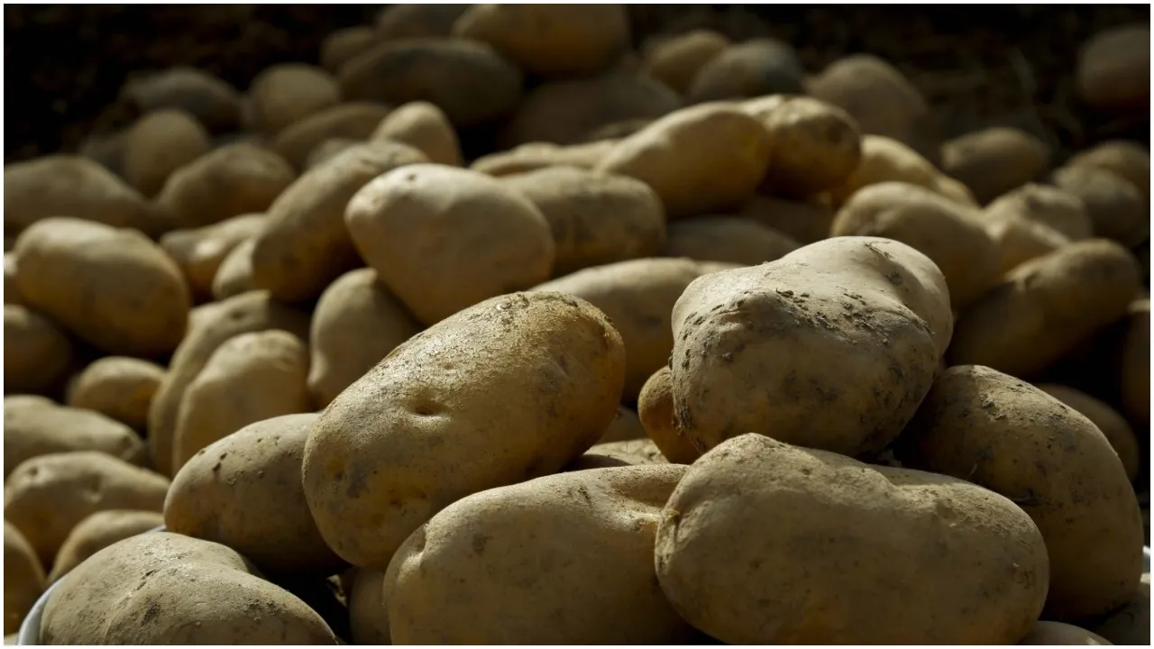 आलू किसानों के लिए खुशखबरी, मोदी सरकार (Modi Government) आलू एक्सपोर्ट (Potato Export) बढ़ाने के लिए उठाएगी बड़ा कदम