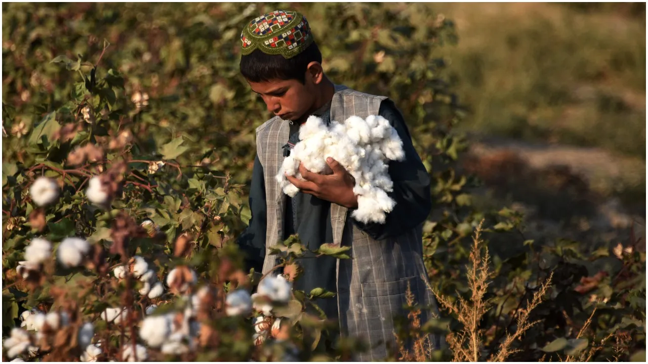 दुनियाभर में सबसे सस्ती भारतीय कॉटन (Cotton) की मांग में भारी उछाल, जानिए क्या है वजह