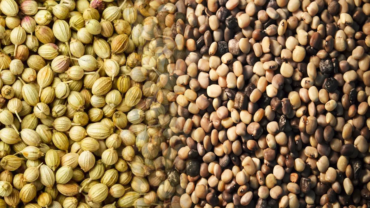 Agri Commodity News: धनिया, कॉटन सीड ऑयलकेक में गिरावट, ग्वारगम वायदा में मजबूती