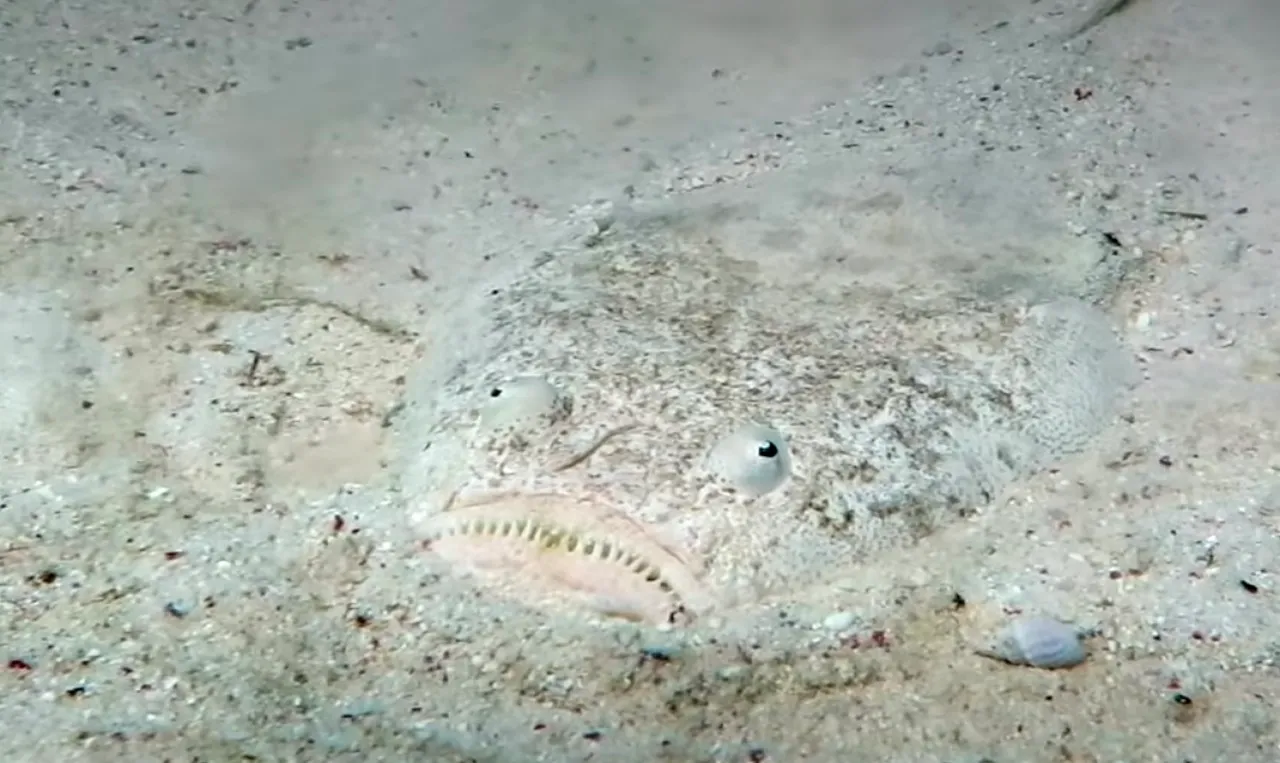 Stargazer fish