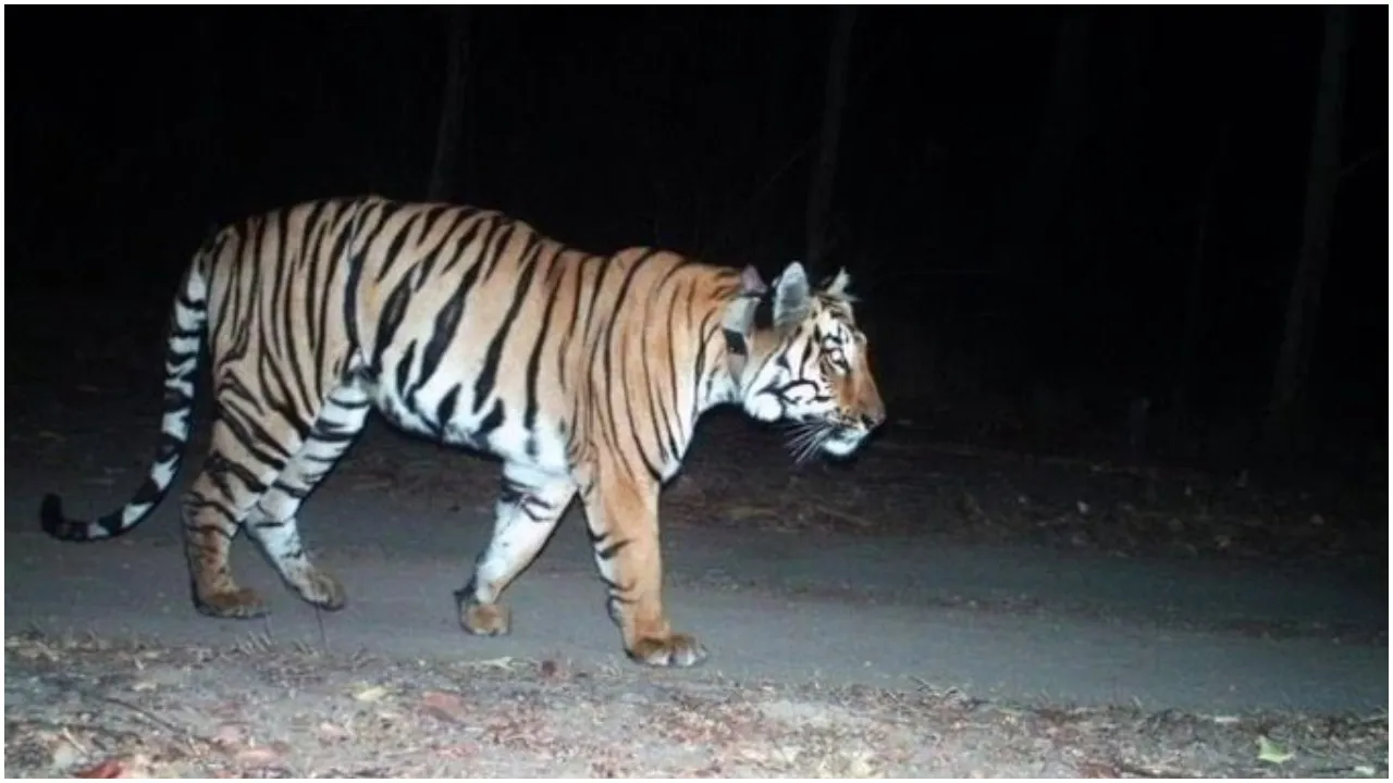 Tiger