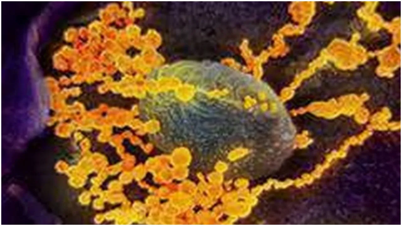 Corona Virus