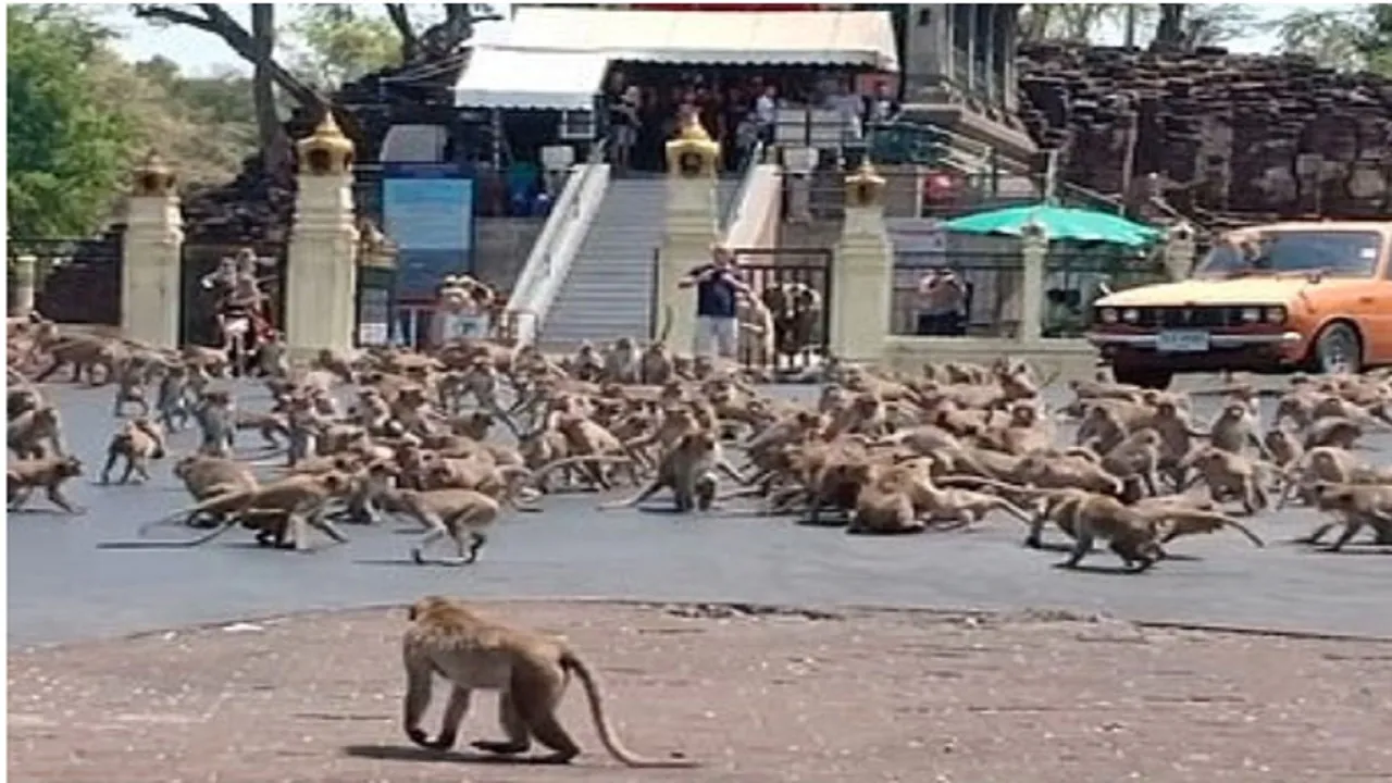 monkey fight