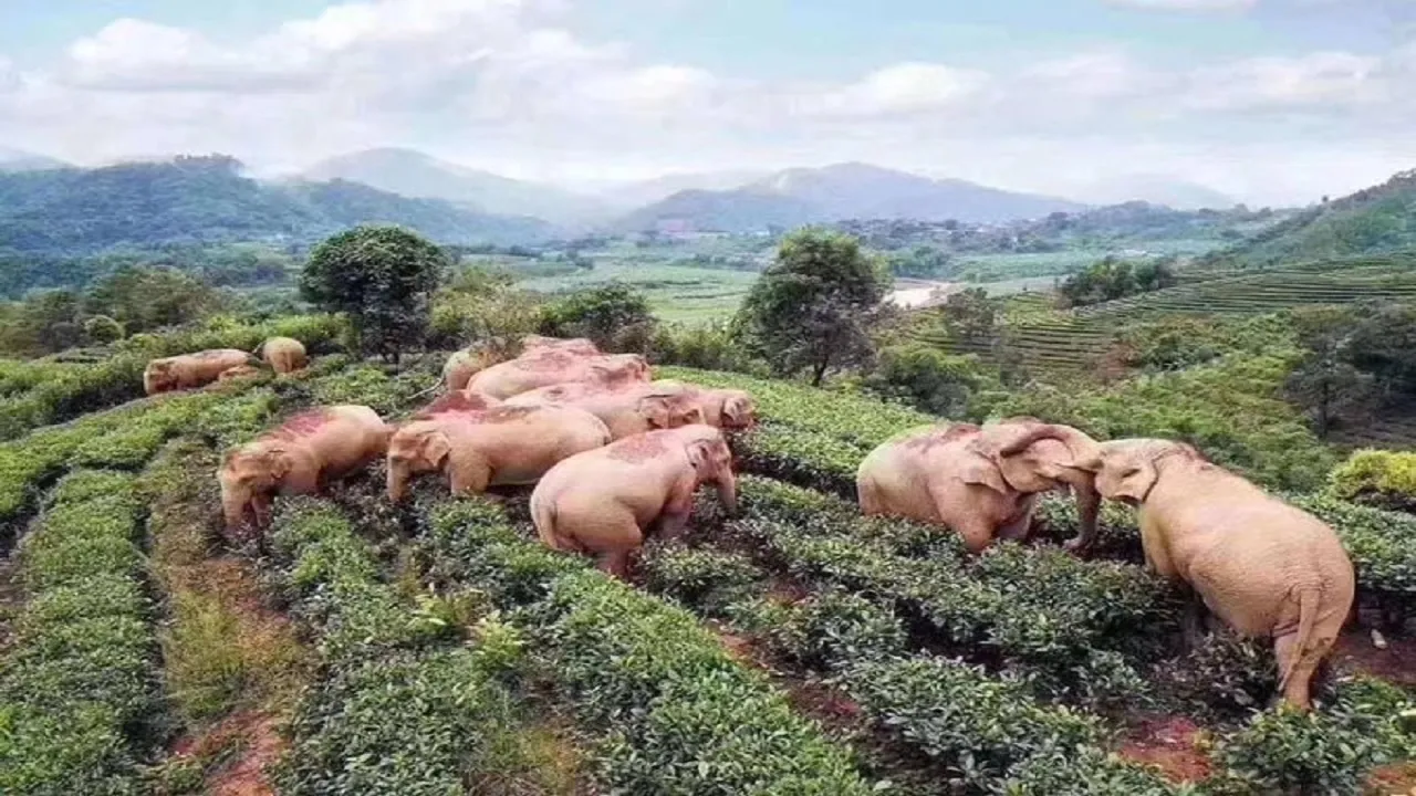 elephant