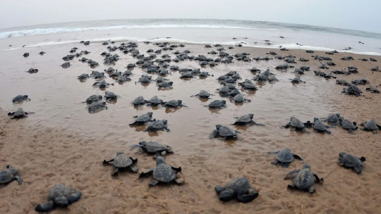 turtles on odisha beach