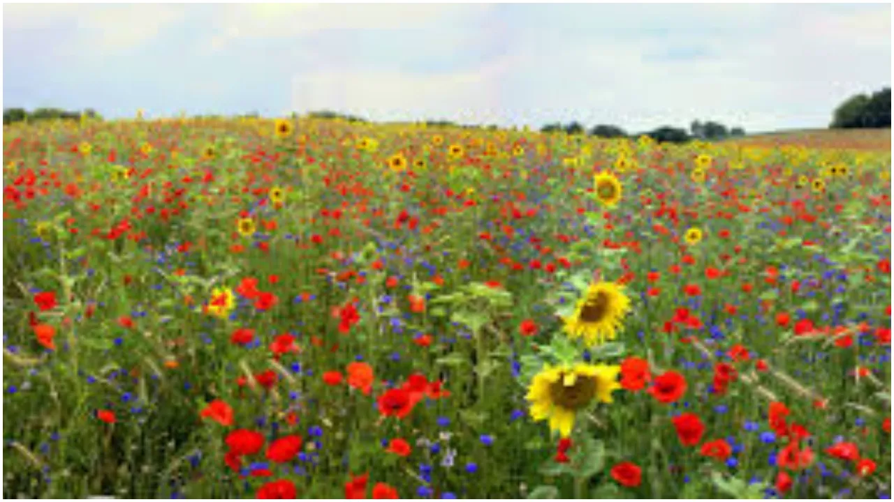 Floriculture