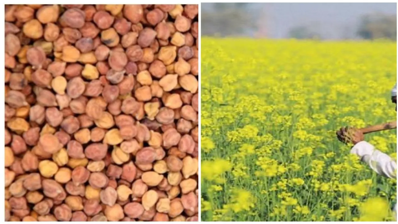 Mustard Chana